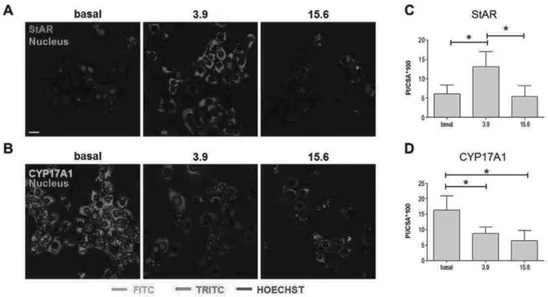 Fig 12  effects of nandrolone supplementation on StAR and CYP17A1 levels.  In A and B representative picture at confocal microscopy of R2C cells treated  with 3,9 and 15,6 mM of nadrolone for 48 h
