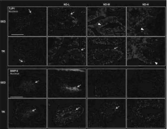 Fig 18  Representative images of immunofluorescence stain for TJP1 and MMP-9 