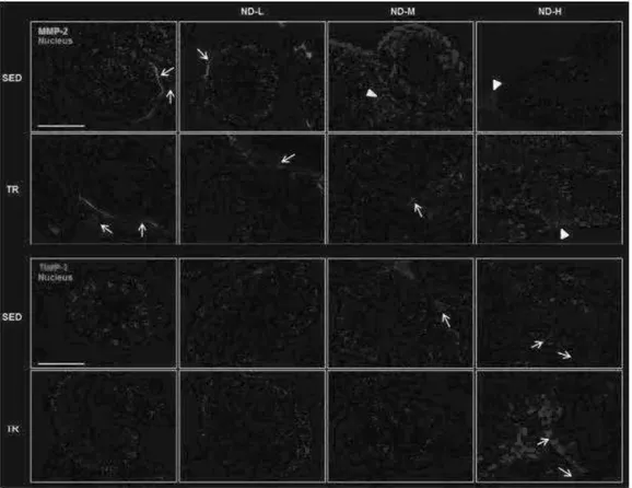 Fig 19. Representative images of immunofluorescence stain for MMP-2 and TIMP-