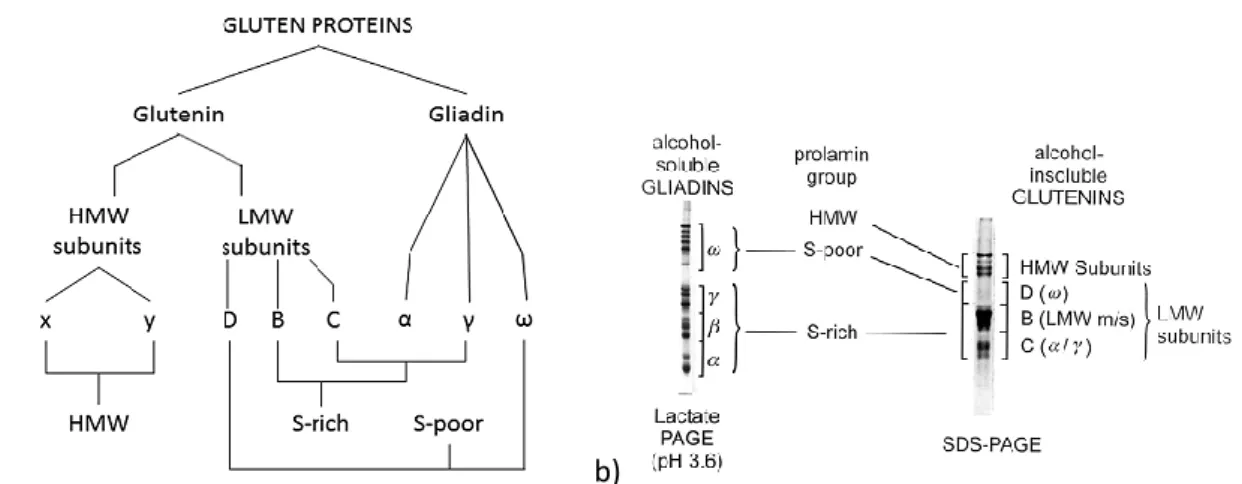 Figure 4 The group of gliadin and glutenin proteins separeted by SDS-PAGE (a) and schematic summary of the  classification of gluten proteins (b), from Shewry and Tatham (2016) 
