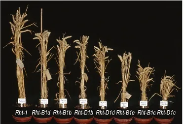 Figure 12 Effect of allelic dwarfing Rht gene on wheat size 