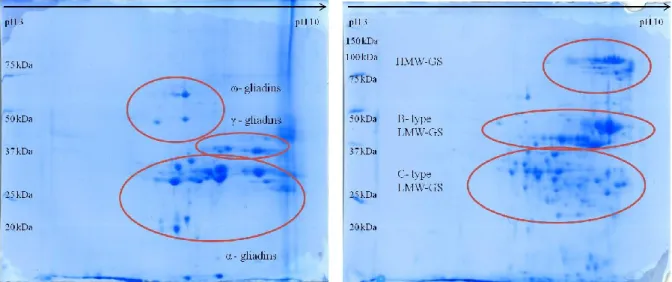 Figure 19 Example of 2DE SDS-PAGE of gliadin (left) and glutenin (right) from durum wheat 