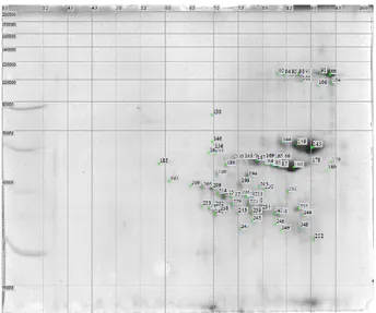Figure 20 Example of 2DE image analysis on durum wheat glutenin sample (Simeto). Each spot is individuated  by a code number