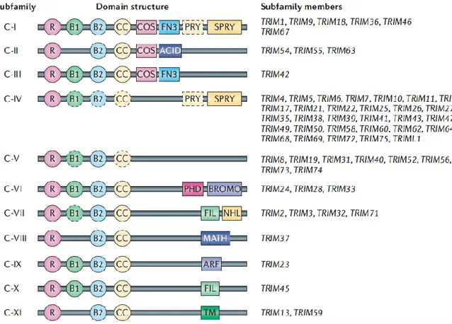 Figure  1.  The  structural  classification  of  human  tripartite  motif  (TRIM)  subfamily  (C‑I  to  C‑XI)