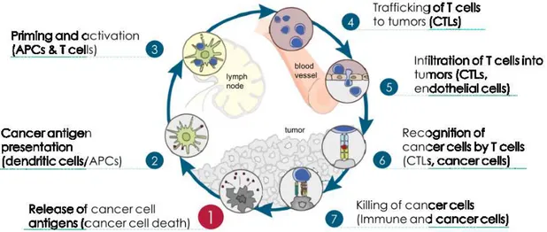 Figure 4. The Cancer-Immunity Cycle (Chen, D.S. et al., 2013) 