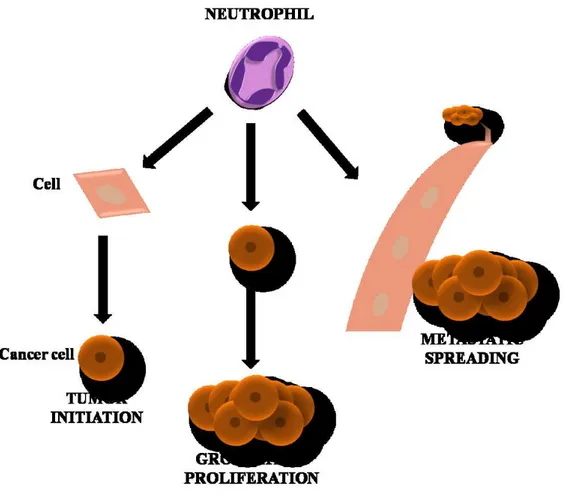 Figure 6. Neutrophils and oncogenic process 