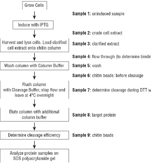 Figure 9 - Flow chart for protein expression and purification with the IMPACT TM  system