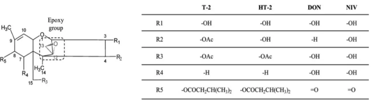 Figure 1-5. Chemical structure of type A and B trichothecenes. Table shows substituent  groups of the most important trichothecenes analogues
