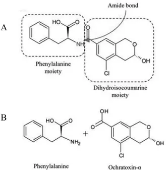 Figure  1-6.  Chemical  structure  of  ochratoxin  A  and  derivatives.  A)  Structural  determinants  of  OTA