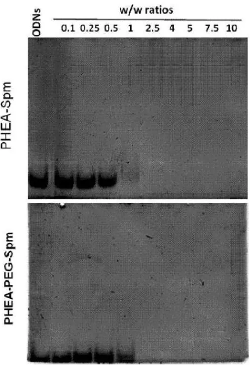 Figure 6. Electrophoretic mobility of dsDNA complexes obtained with the polymers PHEA-Spm 