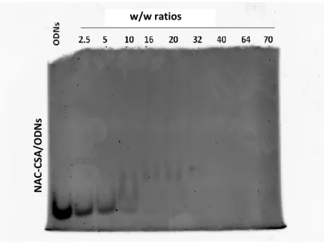 Figure 7 .  Electrophoretic mobility of dsDNA complexes obtained with the  CS-NAC at different  w/w ratios