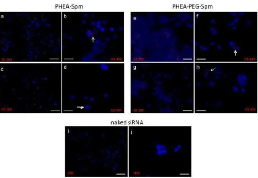 Figure  10.  Epifluorescence  of  cells  incubated  with  siRNA  complexed  with  PHEA  co-polymers