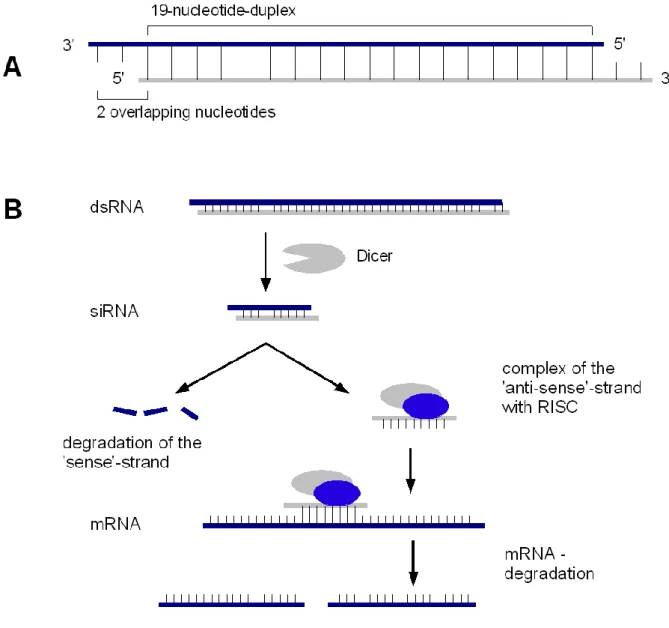 Figure  1.  A)  Schematic  structure  of  a  siRNA  molecule.  B)  Pathway  of  generation  of  siRNAs: 