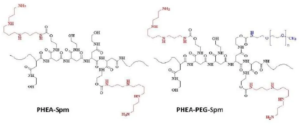 Figure 4. Graphical representation of the chemical structure of PHEA-Spm and PHEA-PEG-Spm