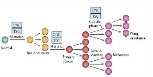 Figura 1. Modello di Cancerogenesi classica (modificata da Feinberg AP, Ohlsson R,  Henikoff S