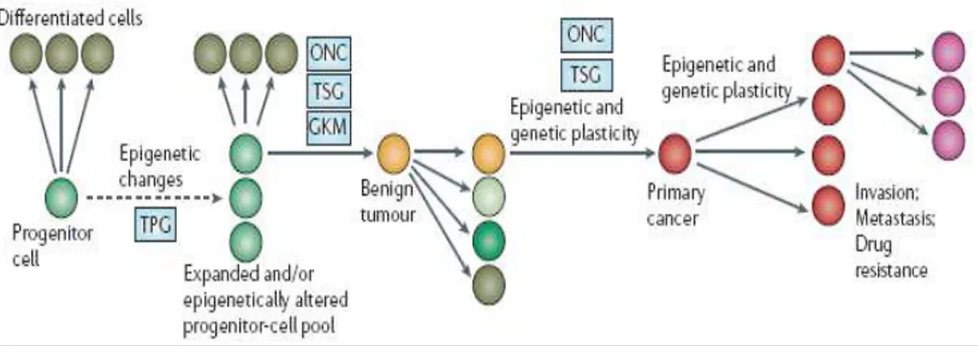 Figura  2.  Modello  Epigenetico  Staminale  del  Cancro  (modificata  da  Feinberg  AP,  Ohlsson R, Henikoff S