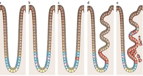 Figura  3.  Modello  epigenetico  Staminale  all’interno  di  una  nicchia  staminale  (modificata da Feinberg AP, Ohlsson R, Henikoff S