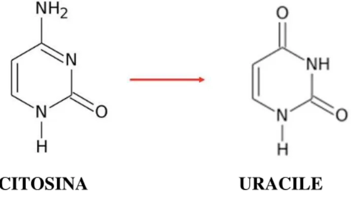 Figura  8.  reazione  di  desolfonazione  mediata  dal  Sodio Bisolfito nelle citosine non metilate