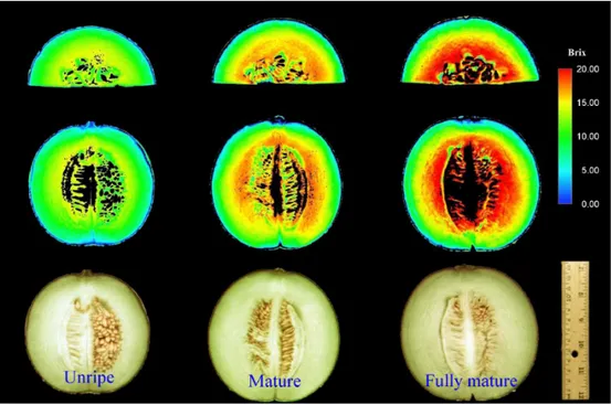 Figure 1.11 – Sugar distribution map for unripe, mature and fully mature melons - (Sugiyama, J., Tsuta, M