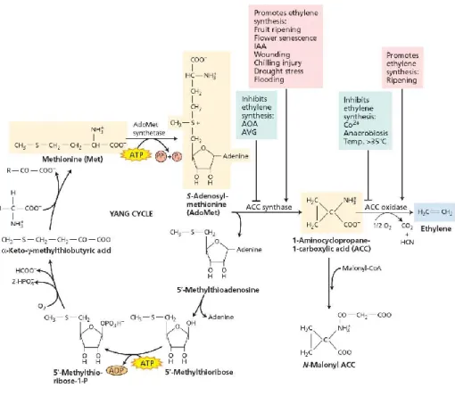 Figure 1.1. Biosynthesis of ethylene in higher vascular plants (“Yang cycle”). Some of the  intrinsic and extrinsic factors that promote or inhibit ethylene synthesis