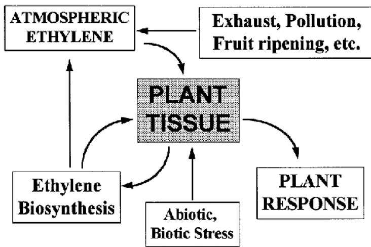 Figure 1.1.1. Ethylene interactions with the plant and its environment (from Saltveit, 1999)