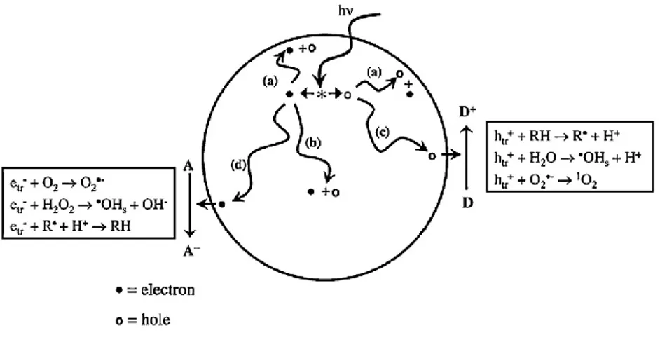 Figure 2.1.1. Processes occurring on bare TiO 2  particles after UV excitation (from Fujishima et  al., 2008)