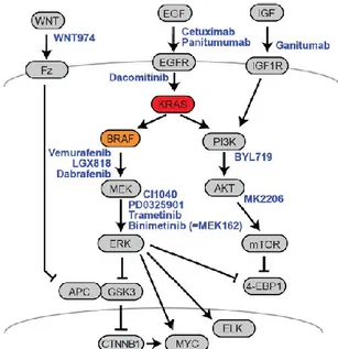 Fig. 4- Schematic representation of the EGFR-RAS-MAPK, PI3K and Wnt-APC-              β-Catenin signaling axes