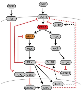 Fig. 5- Major feedback mechanisms controlling MAPK activity in CRC. Positive              interactions are given as black arrows, while inhibitory interactions are                  given as red blocked lines