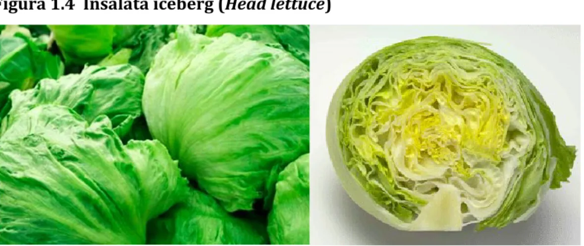 Figura 1.4  Insalata iceberg (Head lettuce) 