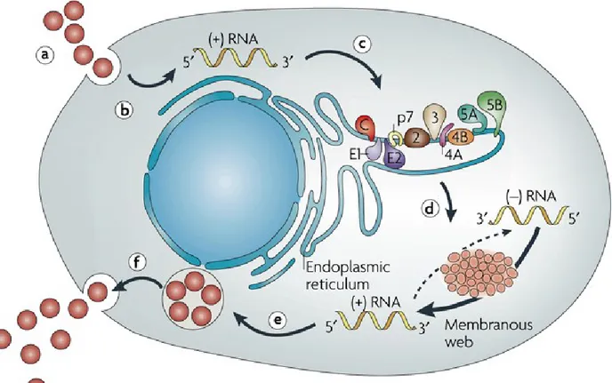 Figure  1. Schematic  representation  of  HCV  replication.  Virus binding and internalization (a); cytoplasmic release 