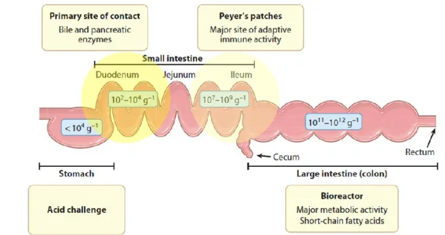Figure  1.4.  Different  regions  of  the  human  GI  tract  and  related  densities  of  the  residing  bacterial  population