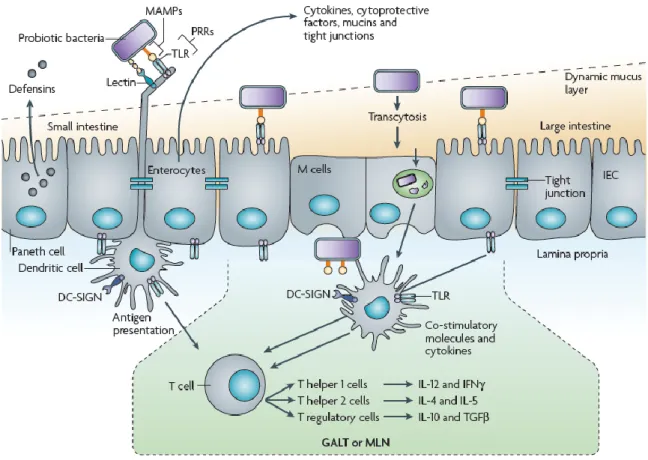 Figure 1.6. Molecular interaction of probiotic bacteria with intestinal epithelial cells and dendritic cells  from  the  GALT