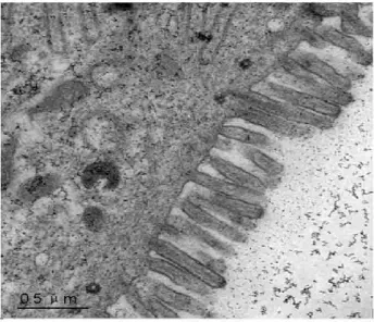 Figure 1.9. TEM micrograph of Caco-2 cell monolayers: morphological details of the apical side (from 