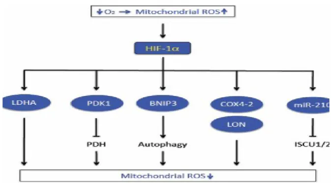 Figura 3 - Regolazione del metabolismo mitocondriale da parte di HIF-1. 