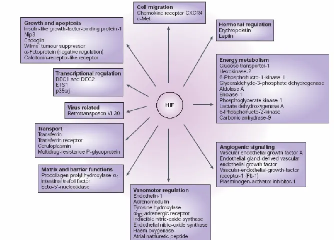 Figura 7 - Target di HIF-1α. 