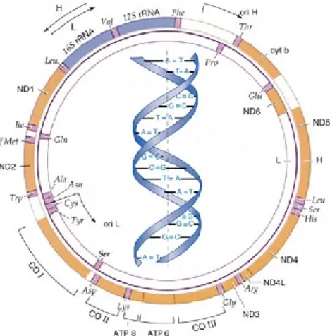 Figura 10 -  Organizzazione del DNA mitocondriale umano.   