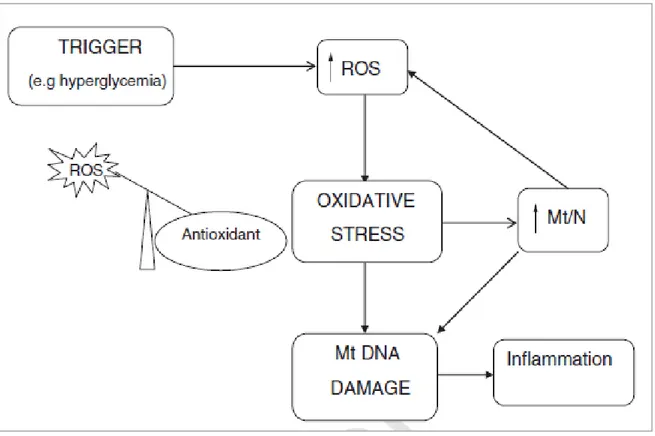 Figura  11  -  L'ipotesi  Mt/N:  il  contenuto  del  DNA  mitocondriale  misurato  come  Mt/N (rapporto genoma mitocondriale/genoma nucleare) rappresenta un potenziale  biomarker della disfunzione mitocondriale