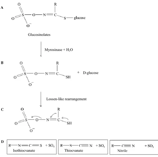 Figure 2 Mechanism of formation of ITC: Myrosinases hydrolizes glucosinolates (A)  releasing aglicones D-glucose and water as reaction products (B)