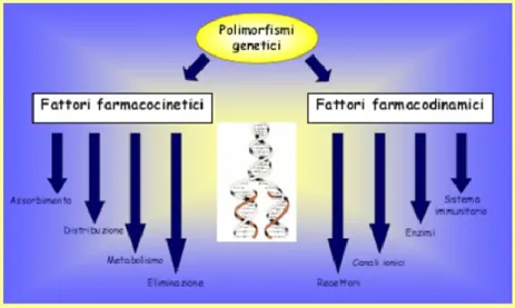 Fig. 5 Fattori farmacocinetici e farmacodinamici possibili bersagli di polimorfismi genetici 