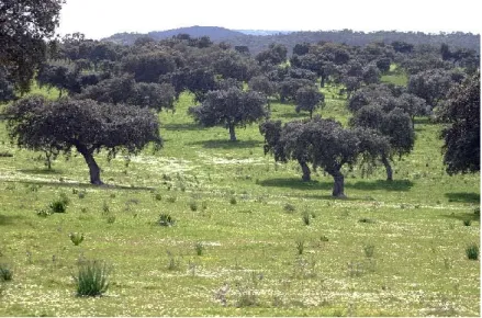 Fig. il sistema della Dehesa-Montado. 