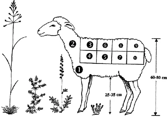 Fig. Potenzialità di trasporto del vello di una pecora in relazione all’altezza della pianta (modificato  da Fischer et alii 1996: p