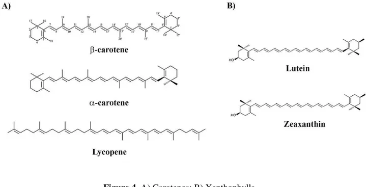 Figure 4.  A) Carotenes; B) Xanthophylls  3.3  Polyphenols 