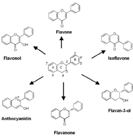 Figure 6.  A) Hydroxybenzoic acids; B) Hydroxycinnamic acids 