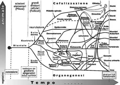 Figura 11. Schema di epigenesi da René Thom (1988, pp. 168-169), trad. nostra. 