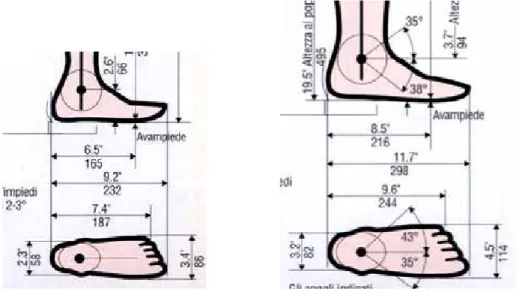 Figura 11 – Misure di riferimento per il piede di una donna adulta, percentile 1 e percentile 99