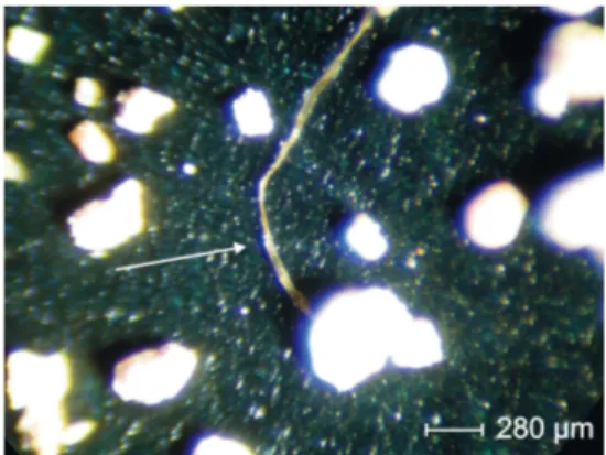 Figure  4  Microphotograph  under  reflected  light  of  vegetable  fiber  after  the  extraction  from  sample  KM13_II