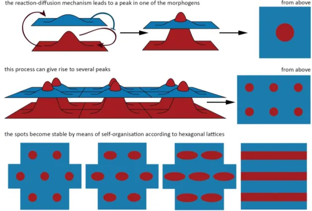 Figure 1. Spontaneous generation of Turing patterns based on a reaction-diffusion mechanism