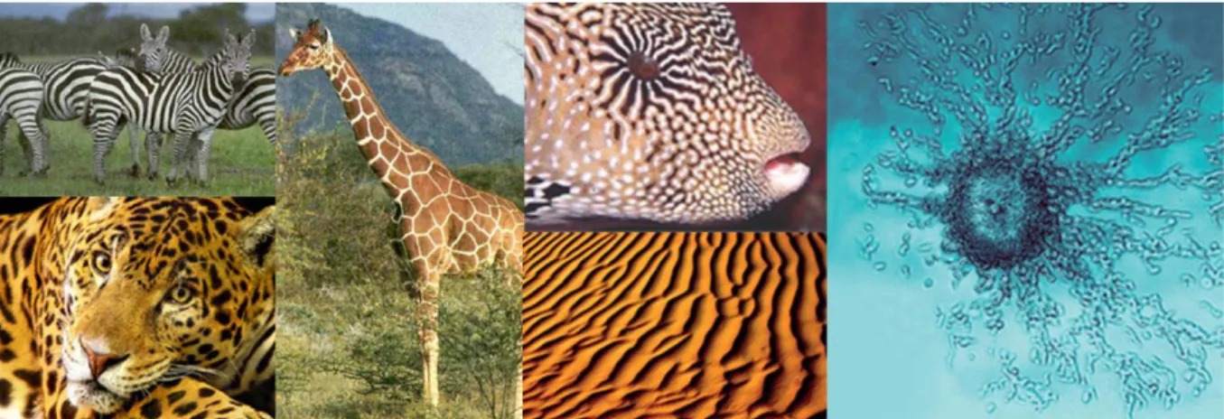 Figure 2. The pigmentation patterns found in animals like the giraffe and the jaguar (spots), the zebra (stripes), some fish  (spots or stripes) are similar to those described by Turing