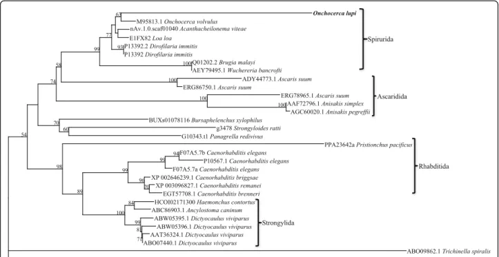 Fig. 4 Phylogenetic analysis of nematode proteins. Thirty-two full-length paramyosin proteins from a range of nematodes were aligned and subjected to phylogenetic analysis
