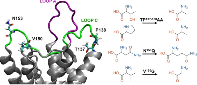 Fig. 1. Cartoon representation of the hAQP4 extracellular loops A (purple) and C (green)